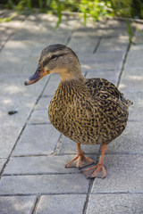 female wild duck