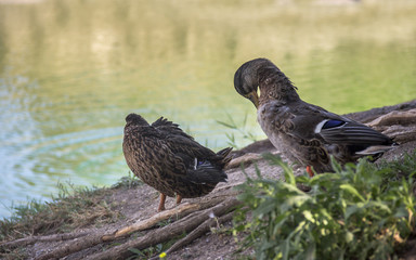 preening wild ducks