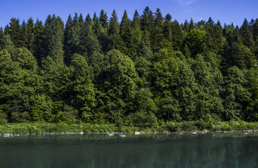 river at the Carpathian forest