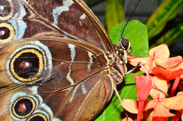 Butterfly detailed close up