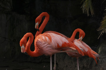 Flamingos