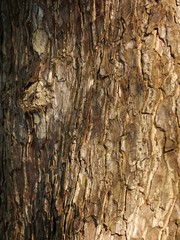 Bark
