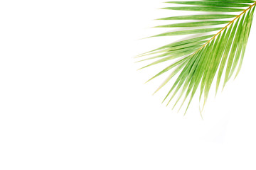 palm branch isolated on white background. flat lay, top view