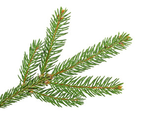 Fir tree branch isolated on a white background