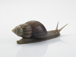 snail
