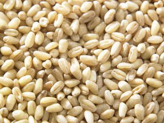 wheat grains