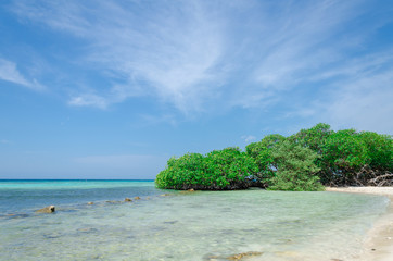 Looking through the mangrove trees in Aruba beach