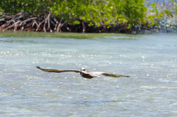 Pelican flying over the Beach in Aruba Island