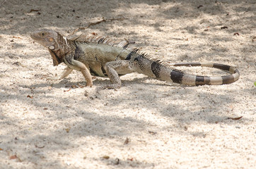 Wild iguana at the sand in Aruba