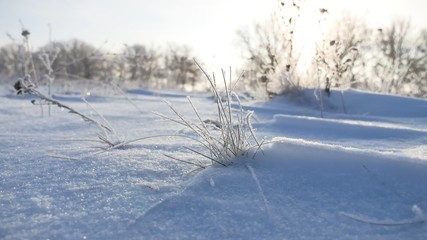 frozen sunlight grass nature sways in the wind in the winter snow falls beautiful sun glare