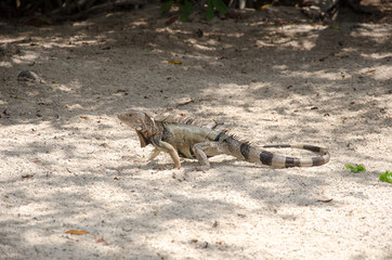 Wild iguana at the sand in Aruba
