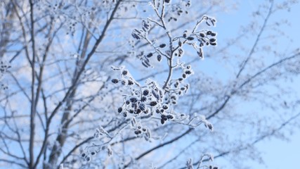 Obraz premium frozen branches linden tree in the snow on a blue sky nature landscape winter