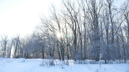 trees snow winter field snowing nature landscape sunlight