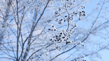 frozen branches linden tree in the snow on a blue sky nature landscape winter