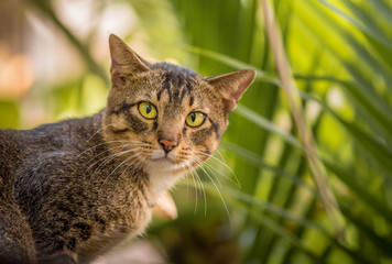 Beautiful cat on bokeh background