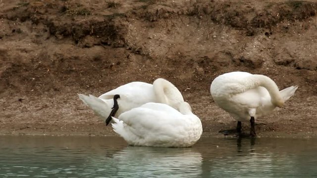 preening white swans at the morning pond