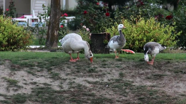 Toulouse goose and two emperor gooses eat the grass at the ponds coast