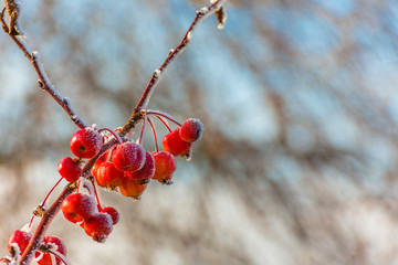 hoarfrost on red berries