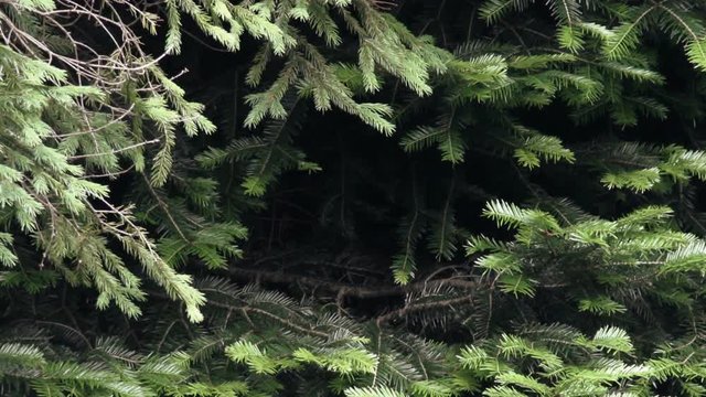 silver fir and spruce in the rain