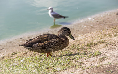 female wild duck