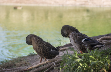 preening wild ducks