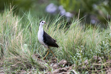 White-breasted water hen in grassland