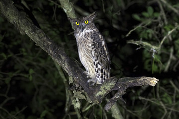 Brown fish owl on dead tree