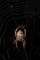 Darwin's bark spider (Caerostris darwini) Madagascar
