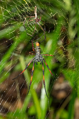 Golden silk orb-weaver on net Madagascar