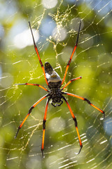 Golden silk orb-weaver on net Madagascar