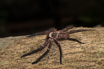 big huntsman spider on tree Madagascar