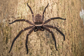 big huntsman spider on tree Madagascar