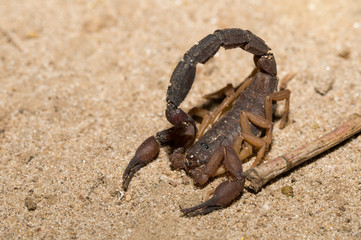 Scorpions, predatory arachnids Madagascar