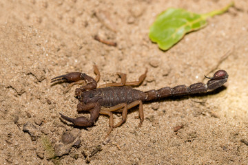 Scorpions, predatory arachnids Madagascar