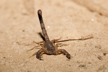 Scorpions, predatory arachnids Madagascar