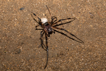 big white spider Nephilengys livida Madagascar