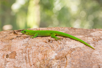 Phelsuma madagascariensis is a species of day gecko Madagascar