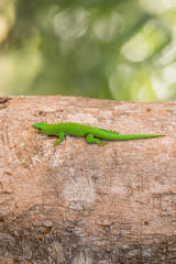 Phelsuma madagascariensis is a species of day gecko Madagascar