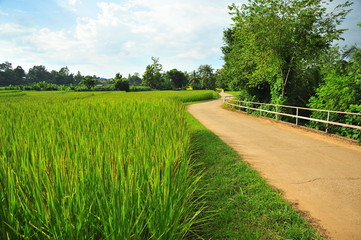 Rice Paddy Fields