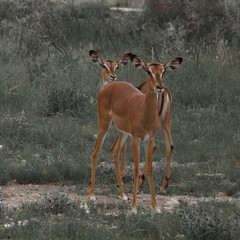 huge family  herd springbok grazing in the bushes    in the Etos