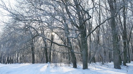 oak winter forest trees in the snow nature landscape beautiful background