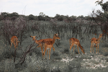 huge family  herd impala grazing in the field    in the Etosha P