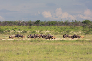 Fototapeta na wymiar herd wildebeest moves to a new location pastures. in the Et
