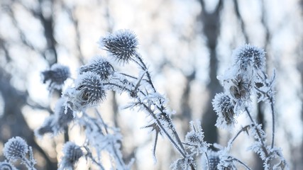 frozen thorn in the snow winter dry grass snow winter forest nature landscape