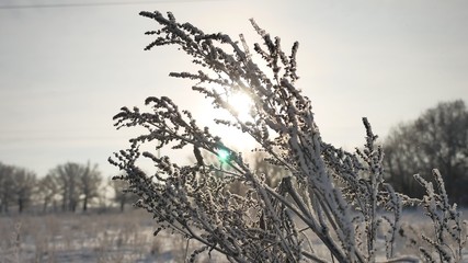 frozen grass sways in the wind in the winter sunlight snow falls nature beautiful sun glare