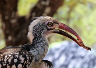 Hornbill portrait
