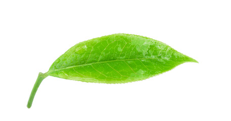 Fototapeta na wymiar green tea leaf with water drop isolated on white background