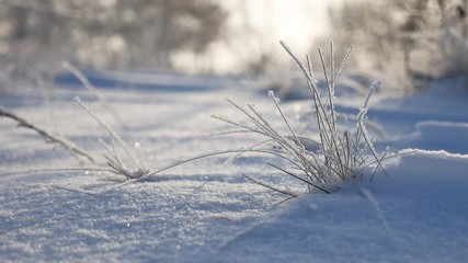 frozen grass sways in the wind in the winter snow falls nature sunlight beautiful sun glare