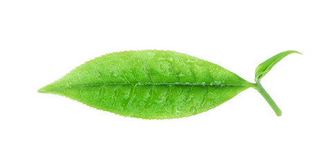 Fototapeta na wymiar Green tea leaf with water drops isolated on white background.