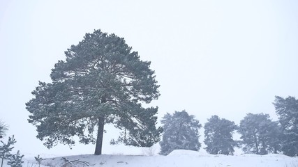 lonely christmas tree pine grow in winter snow storm nature forest landscape